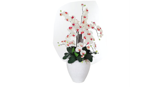 Phalaenopsis Orchid With White Planter